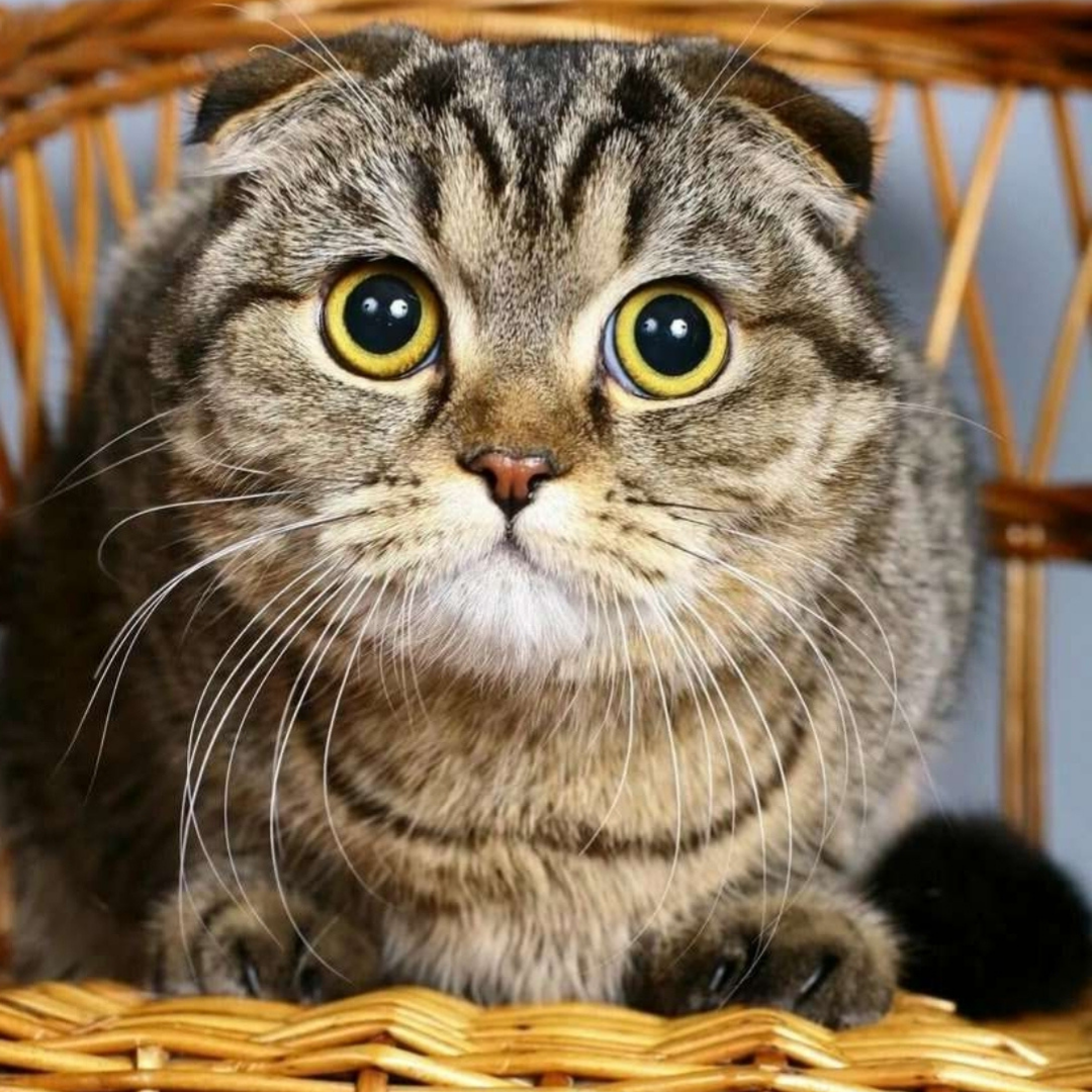 вислоухая шотландская кошка