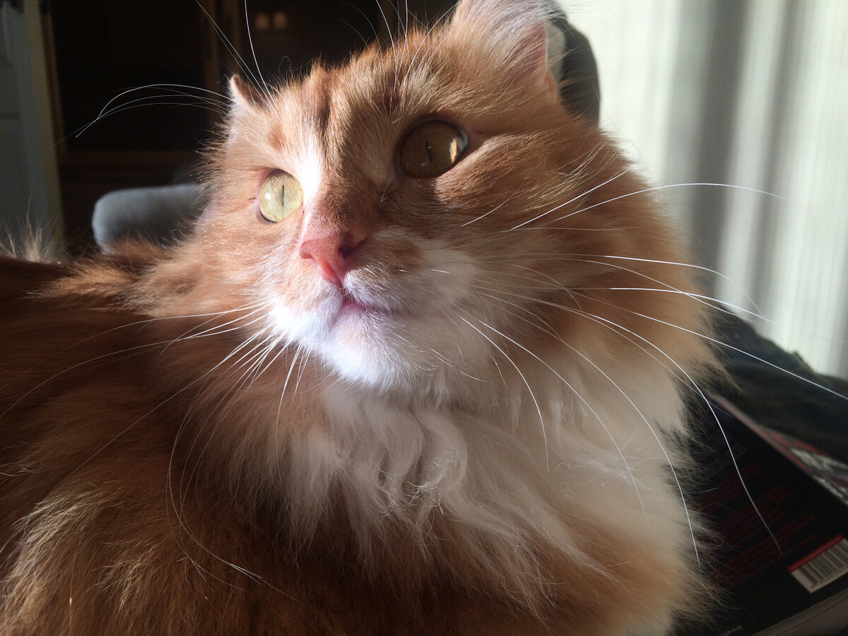 Беша. Фото автора