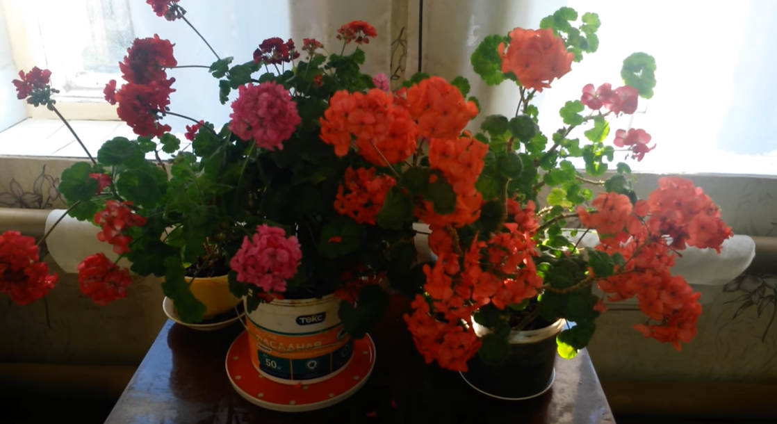 Красавица герань.