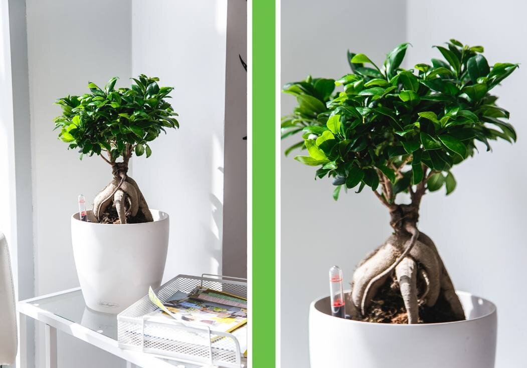 Фикус Бенджамина Вианди (Ficus benjamina 'Wiandi')