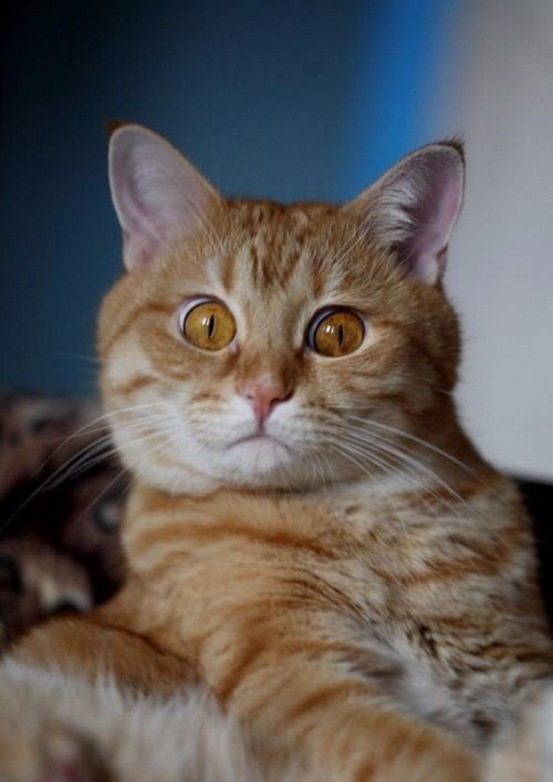 Фото: kudatotam.ru