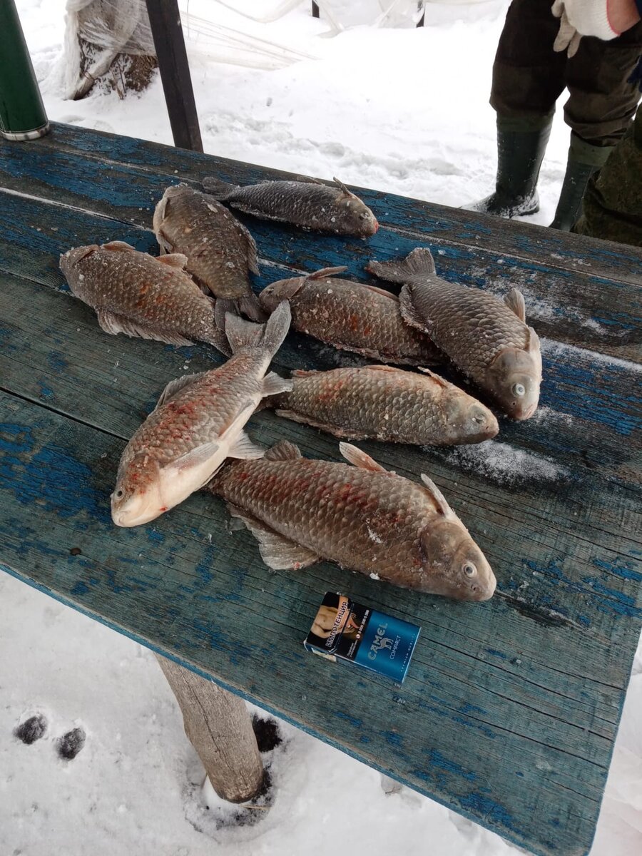 Карась зимой