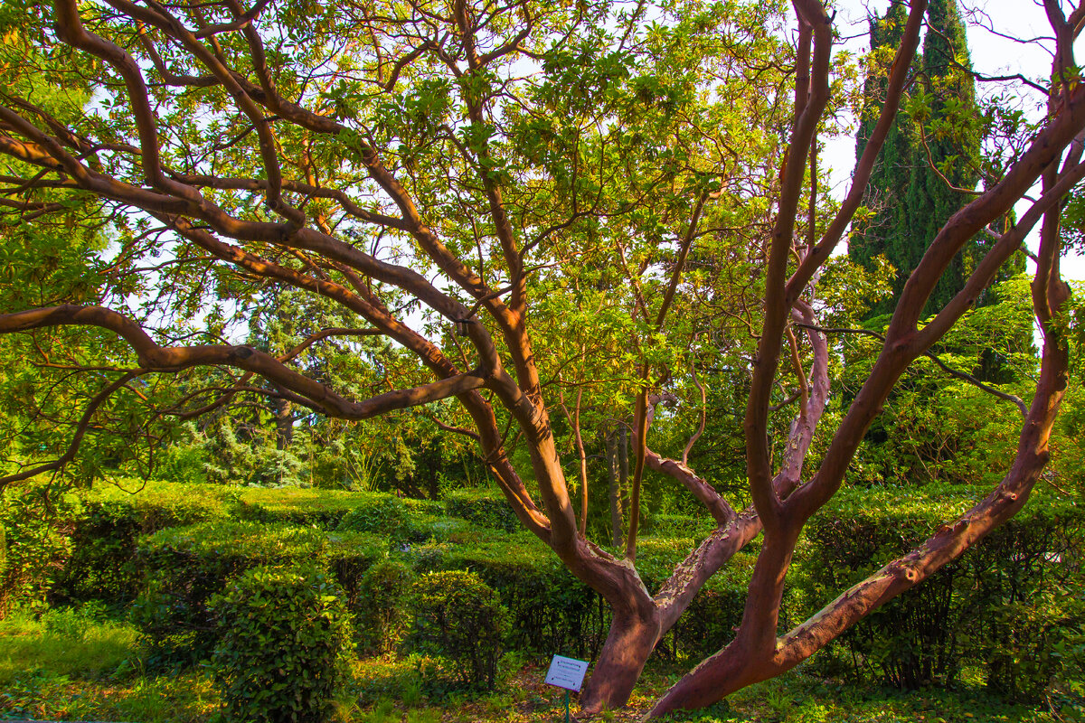 дерево земляничник