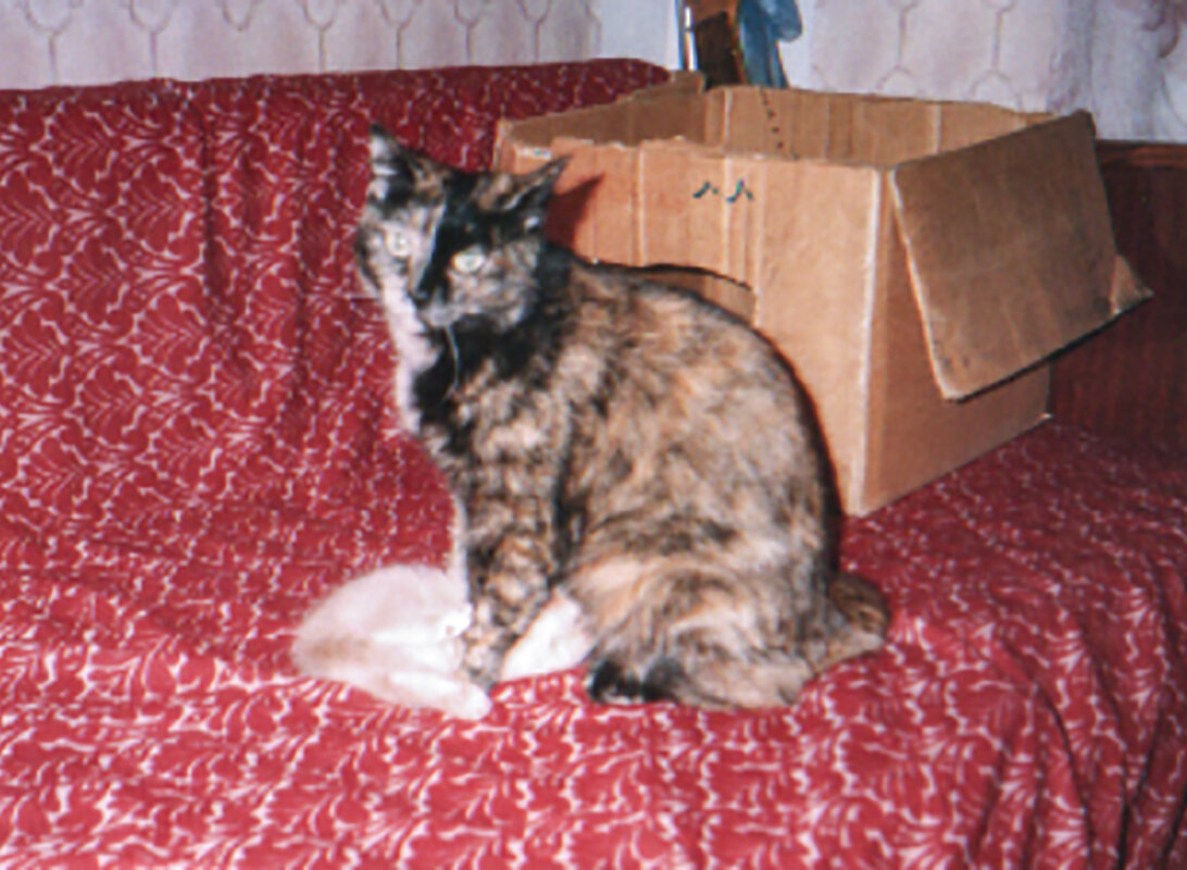 Наша кошка Кнопа