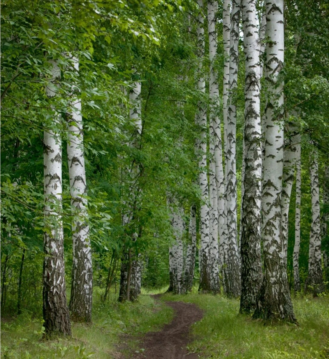 Летняя береза