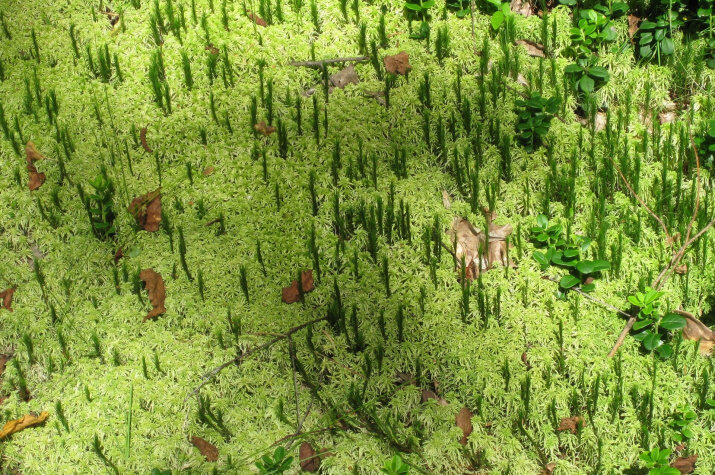 Мох в лесу. Фото: Анастасия Капустина, участник конкурса РГО "Самая красивая страна".