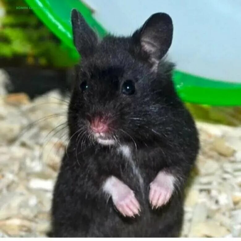 Картинка из свободного доступа