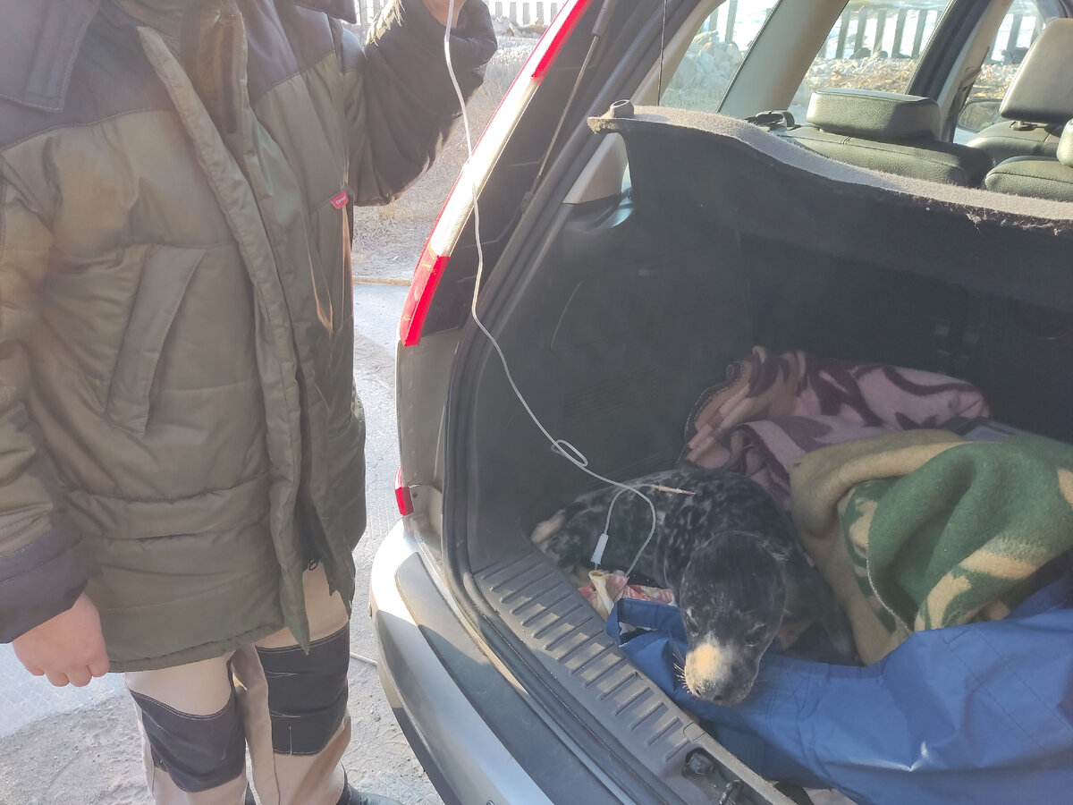 Оперативная помощь: капельница от обезвоживания, 2022 год.