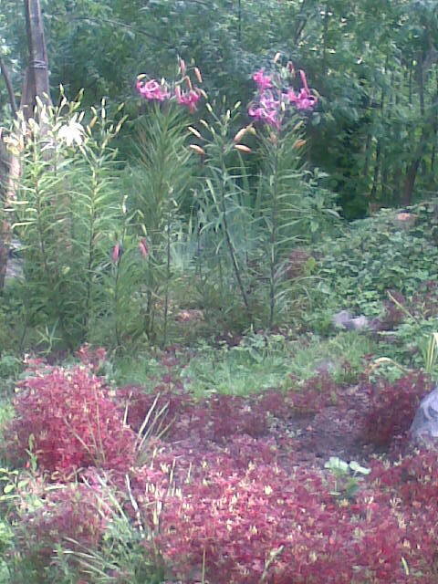 Заросли лилий