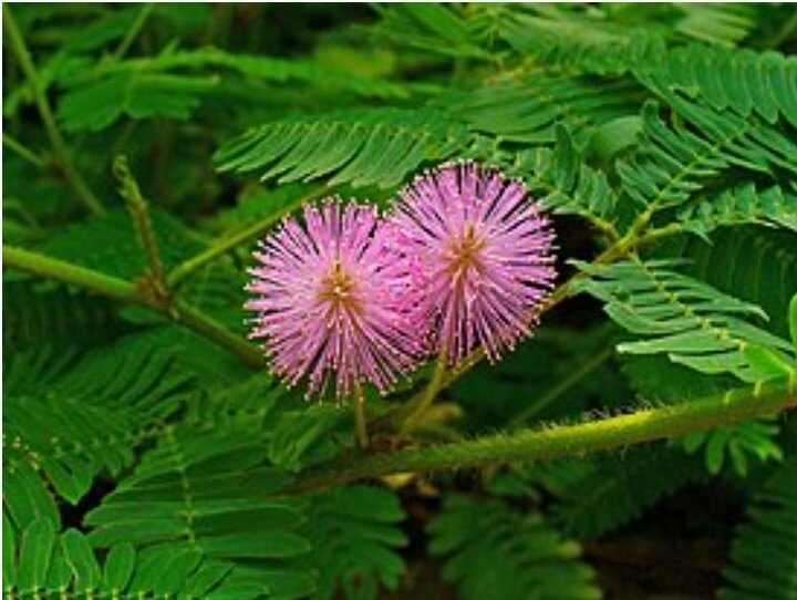Мимоза стыдливая из открытых источников 