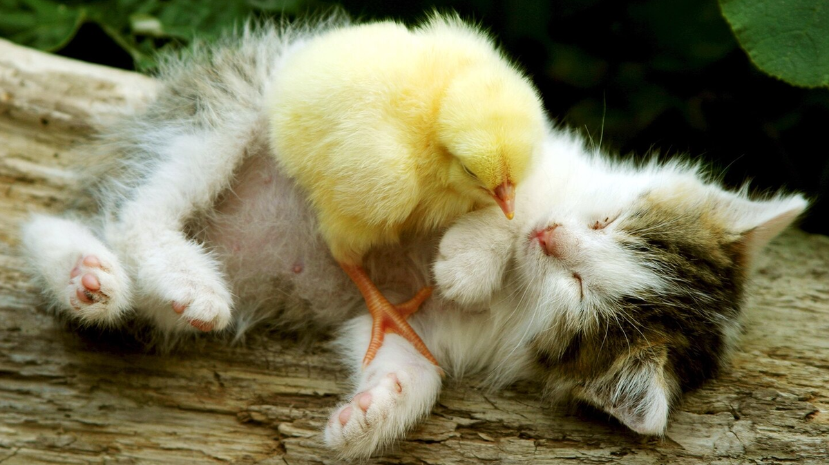 Фото: АЛЕКСАНДР ФЕДОРОВ