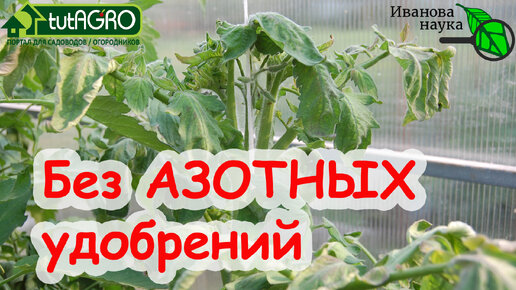 Урожай без УДОБРЕНИЙ! Вместо дорогих азотных удобрений, навоза, помета, кухонных отходов и мочи ВОТ ЭТО ПРИРОДНОЕ СРЕДСТВО!