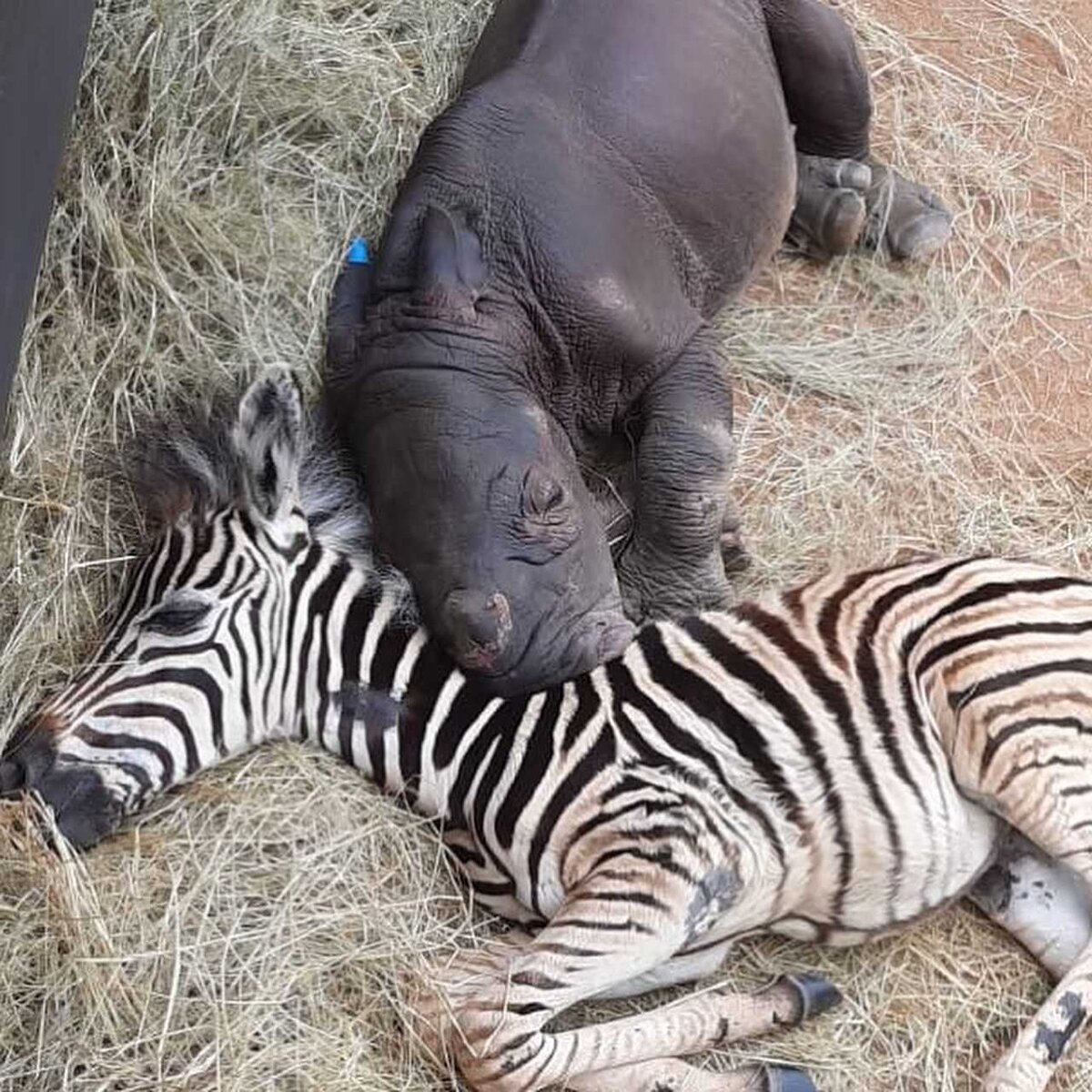 South Africa’s Kruger National Park
