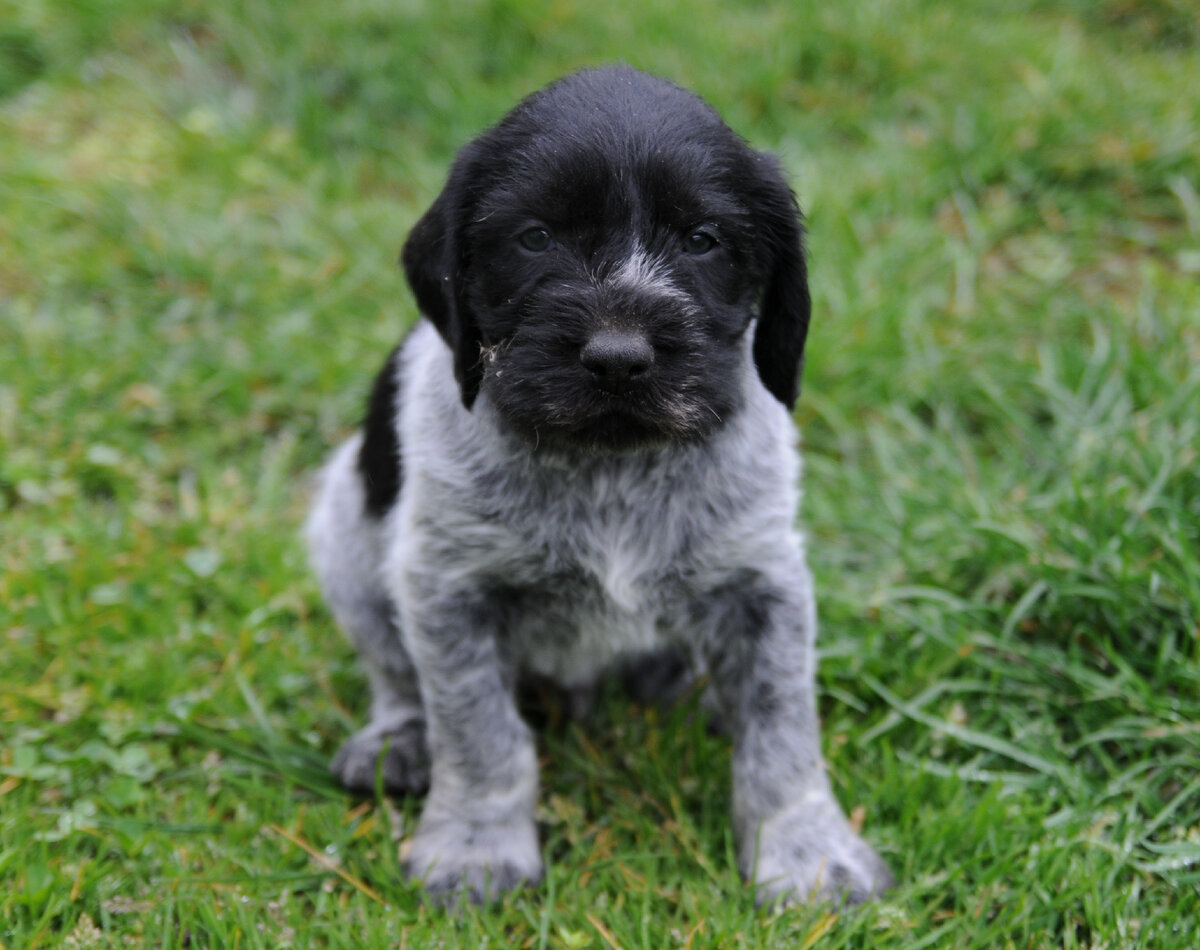 Щеночек дратхаара (Фото: https://www.flickr.com/photos/valeriacerutti/4450141505/)