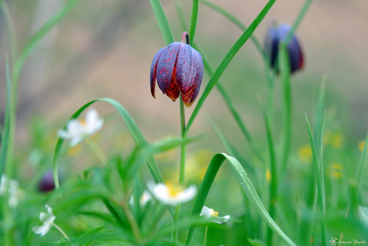 Рябчик шахматный Fritillaria meleagris