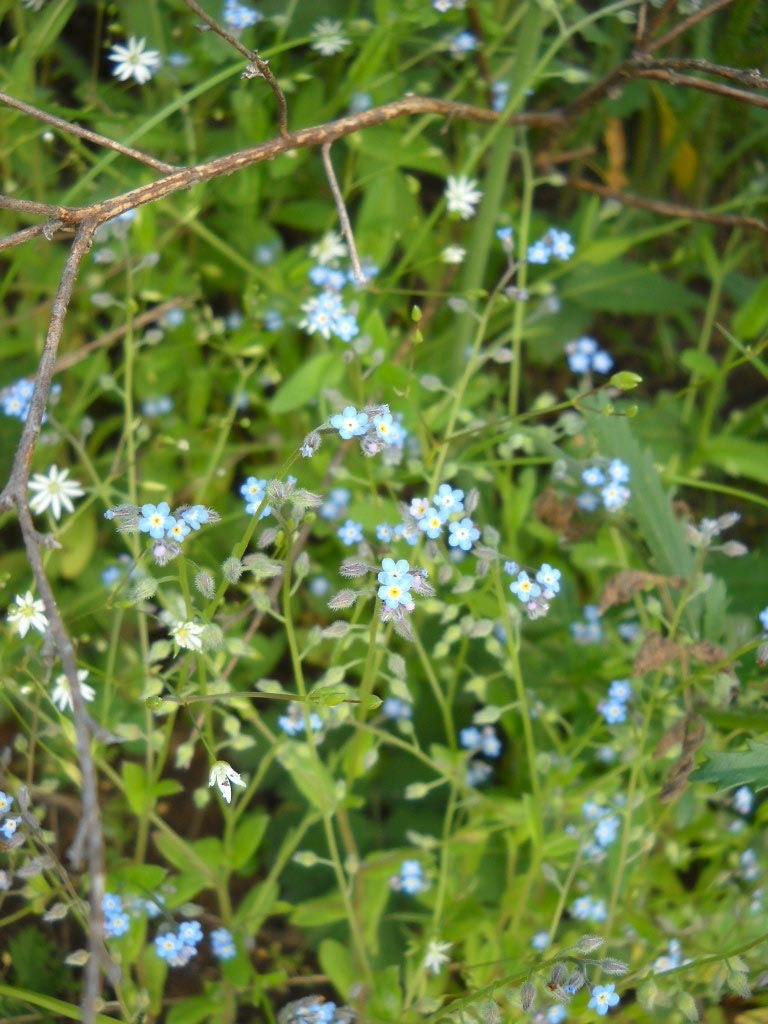Незабудки такие нежные и хрупкие 