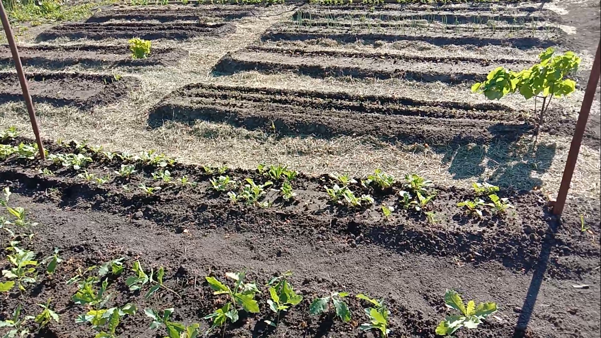 Мои грядки в конце мая