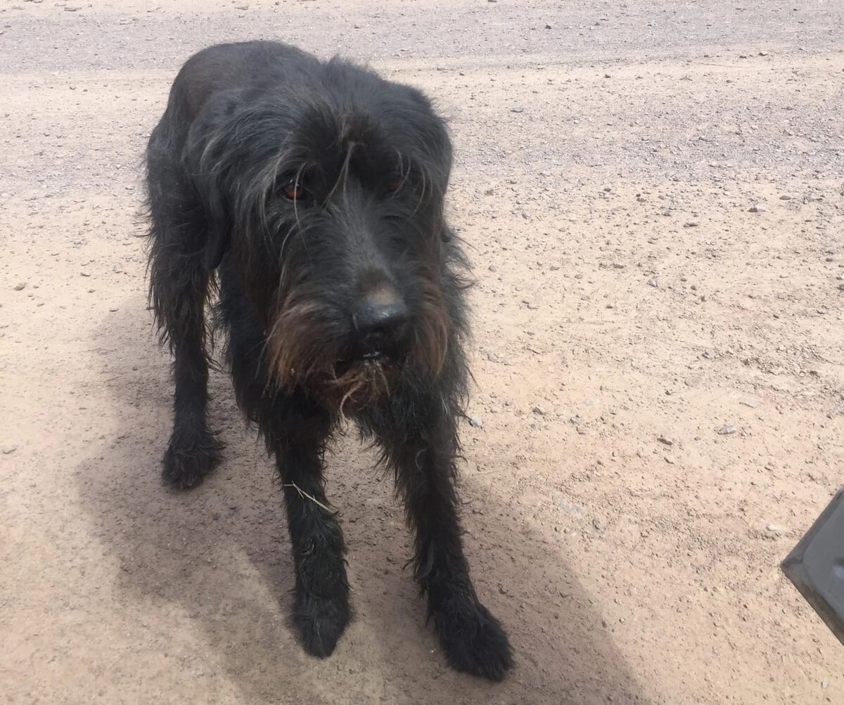 Сэнди появилась в селе