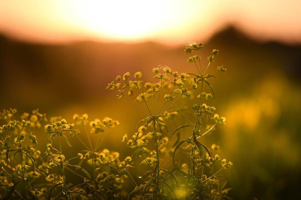 pixabay.com/