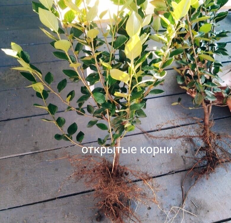 Голая корневая система