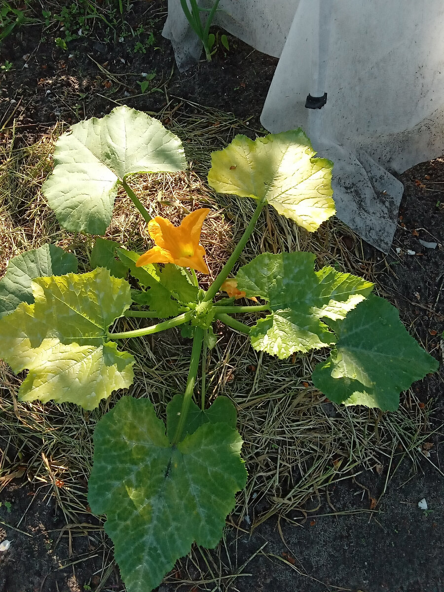 2е июня - кабачок зацвёл