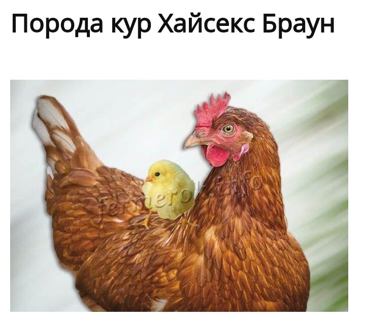 Вот так они выглядят когда вырастут, фото взяла из открытых источников