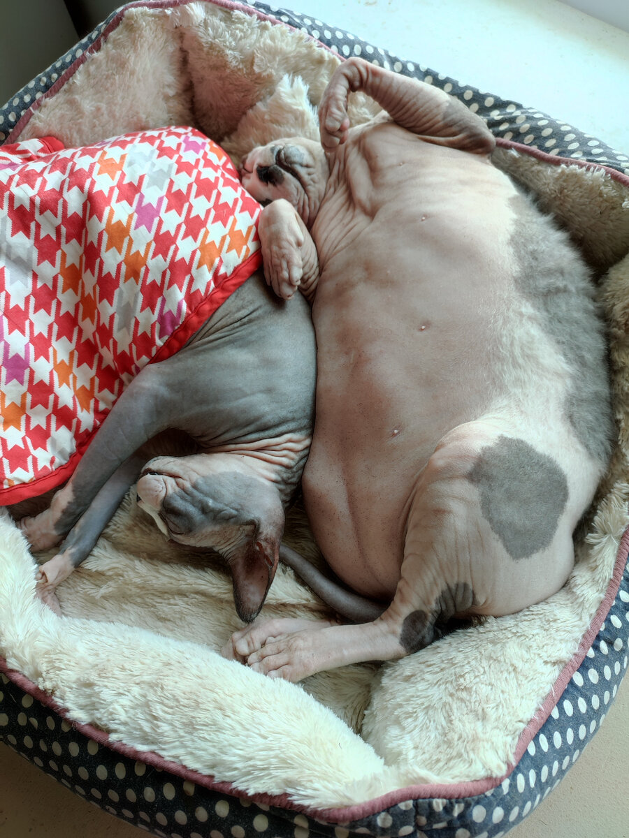 Толстый котик и подружка