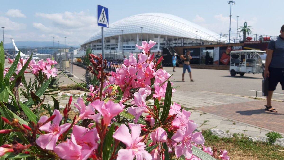 Так цветет олеандр. А за ним - стадион Фишт и Олимпийский факел.