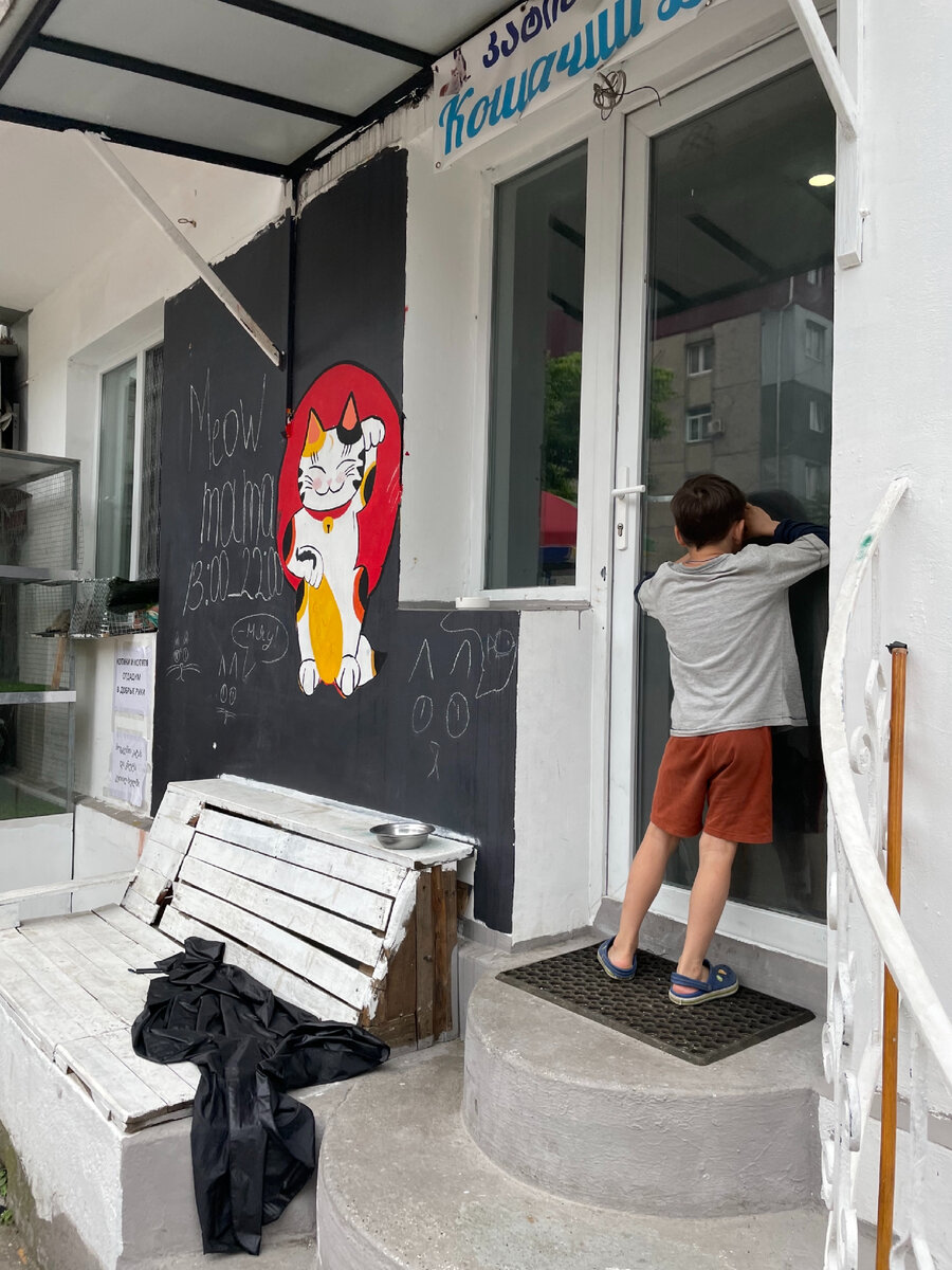 Кошачий дом в Батуми, все фото автора статьи