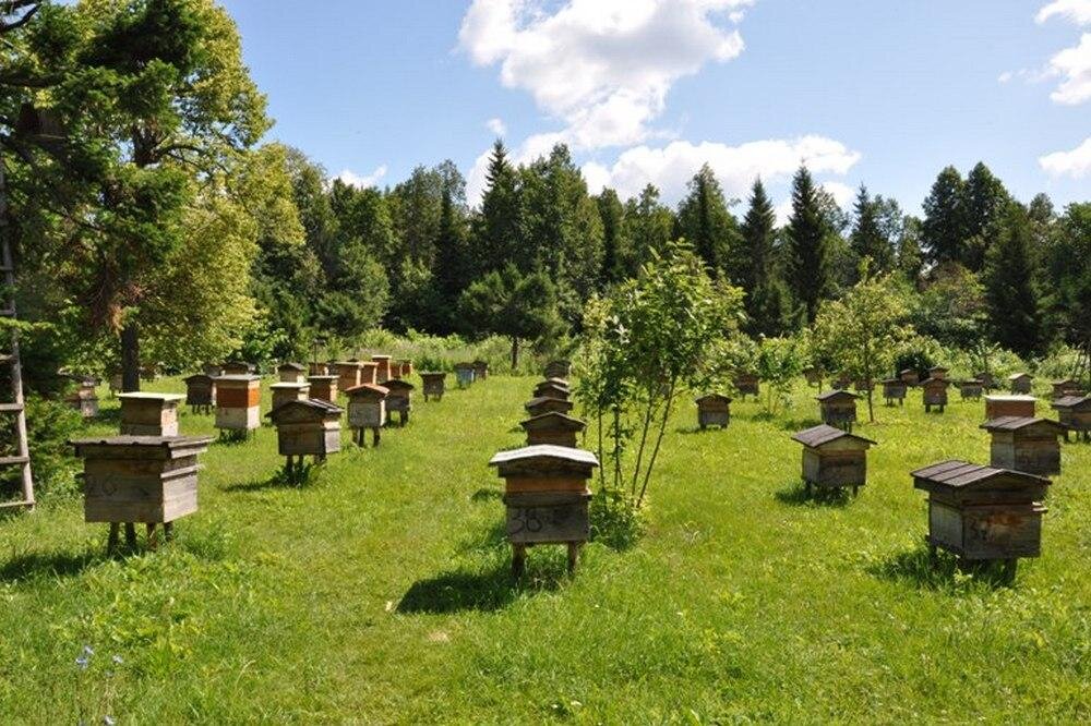 Пасека в лесу. Фото взято с vikulovo.admtyumen.ru.