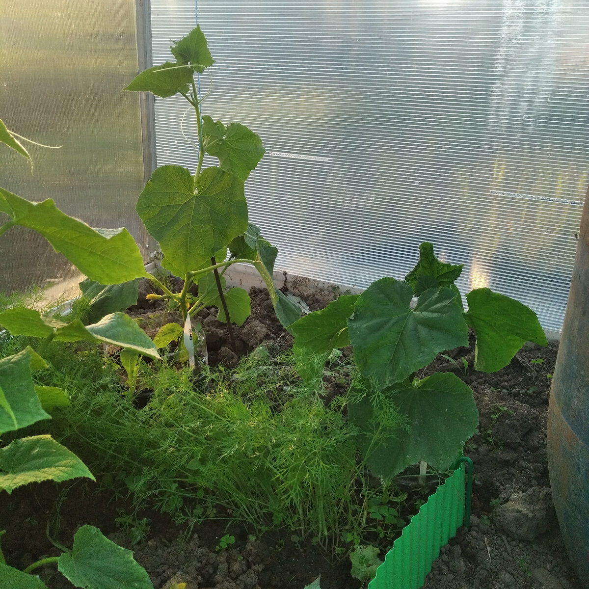 Бьерн, справа китайские палочки