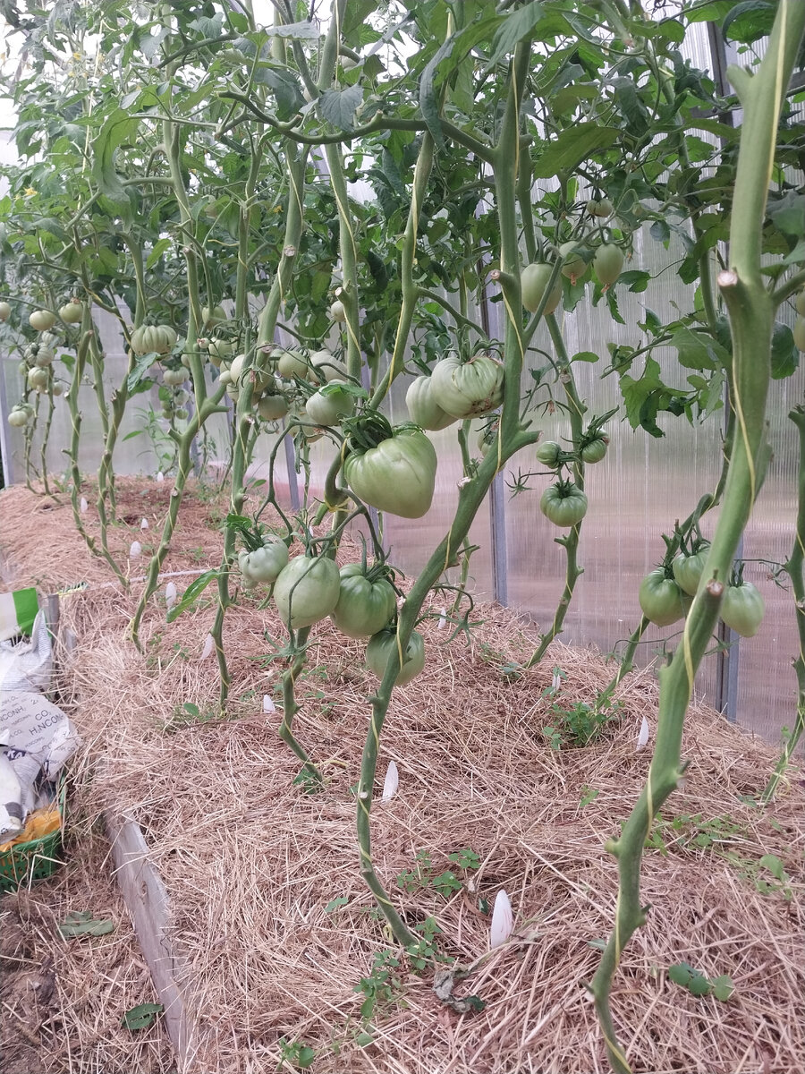 Все остальные томаты здоровы.