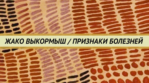 Признаки болезней птенцов попугаев жако. Что будет если сразу не начинать лечить птицу от травмы.