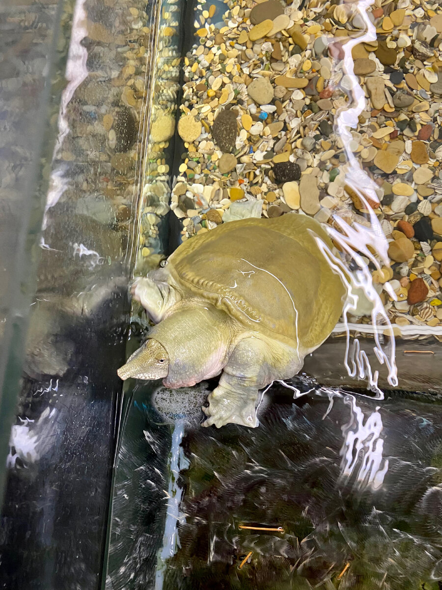 В качестве иллюстраций - фото Гади. Без каких-то глубинных смыслов. Просто потому, что он прекрасен 😊