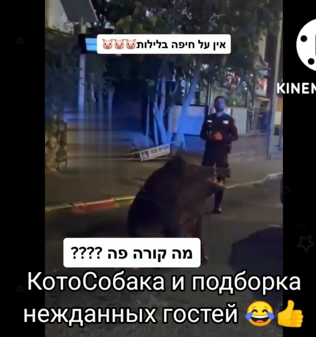 Фото снято автором канала КотоСобака