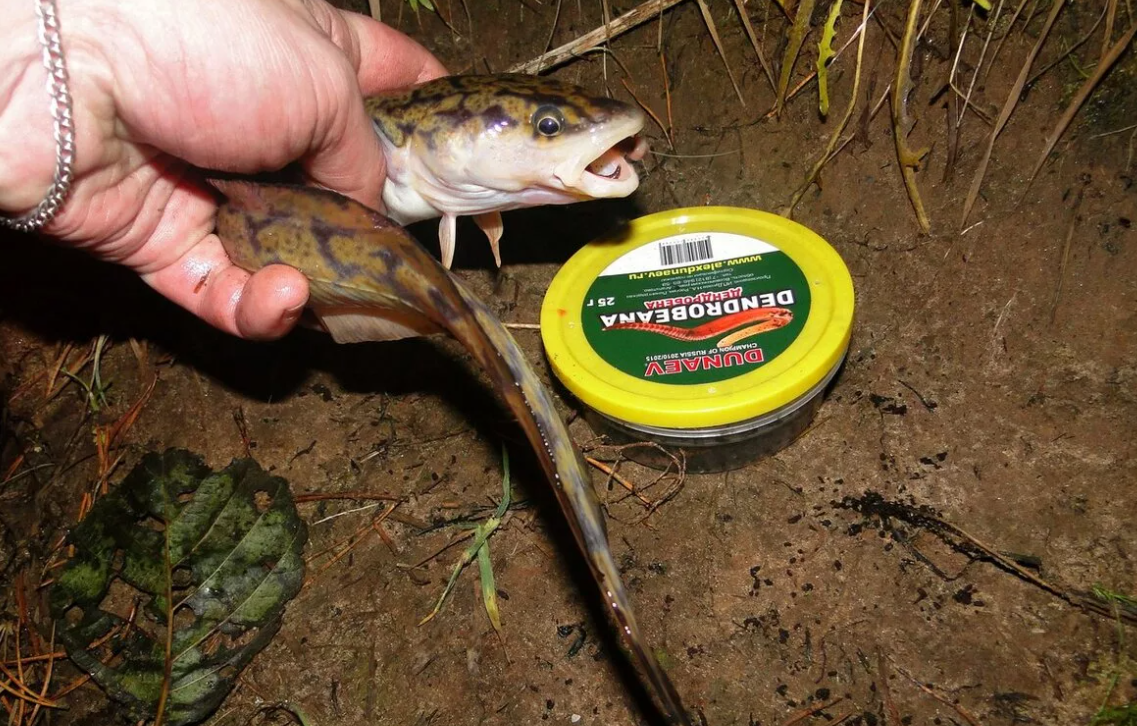 и такая мелочь клюет достаточно часто)