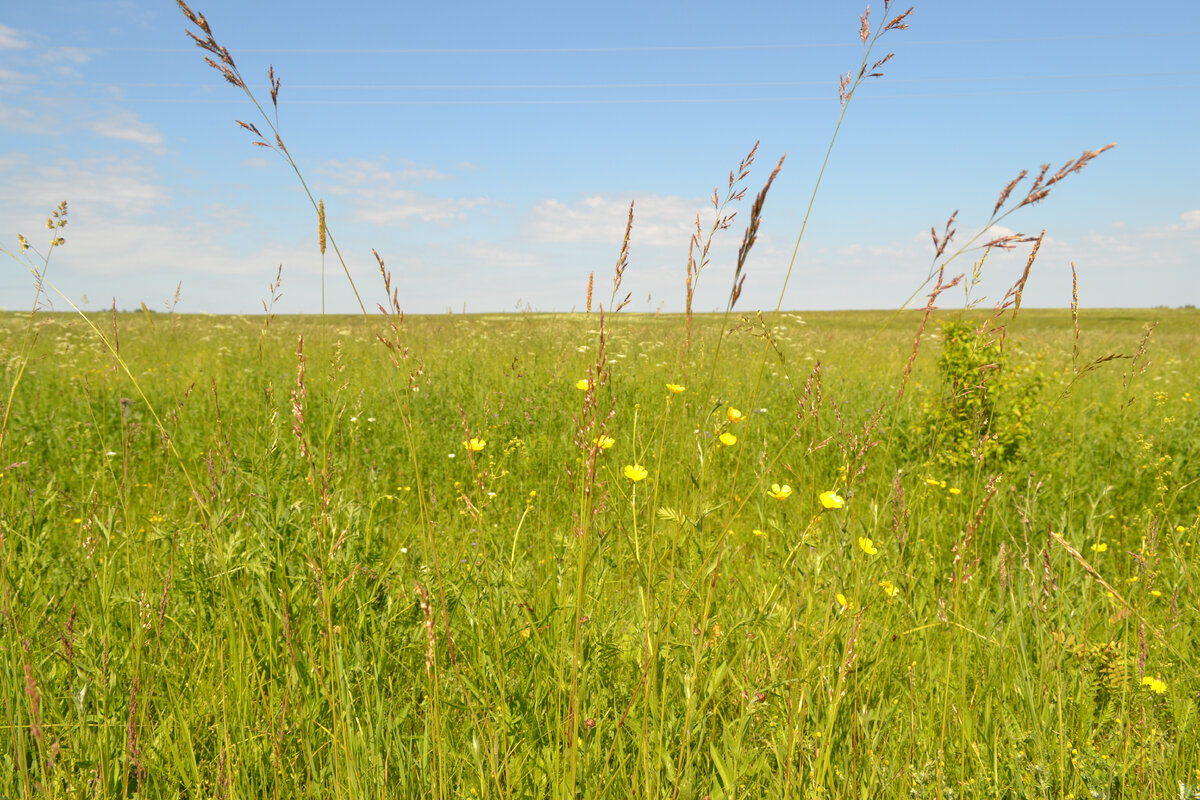 Окрестности д. Лихарево, июнь 2022.