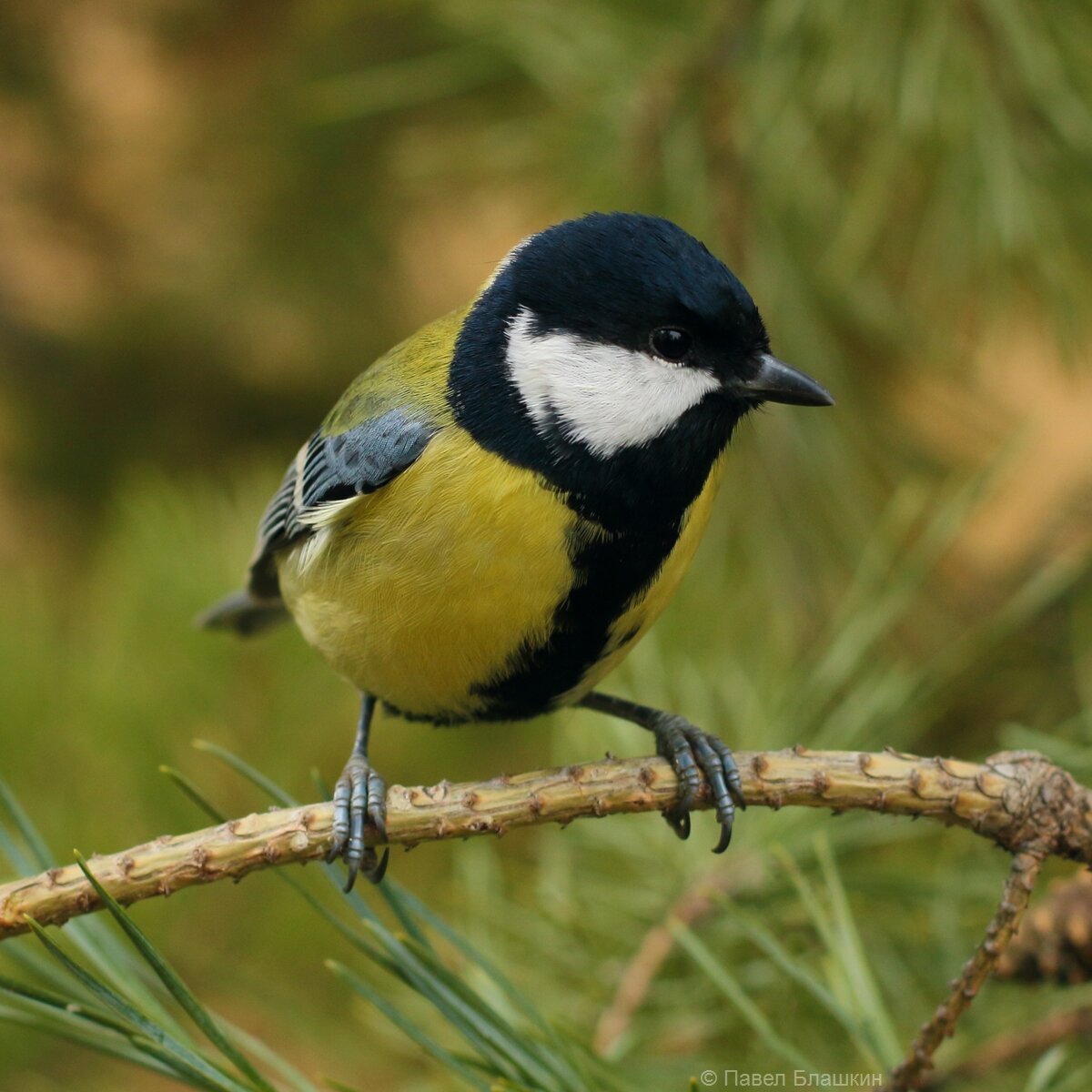 Большая синица для сравнения