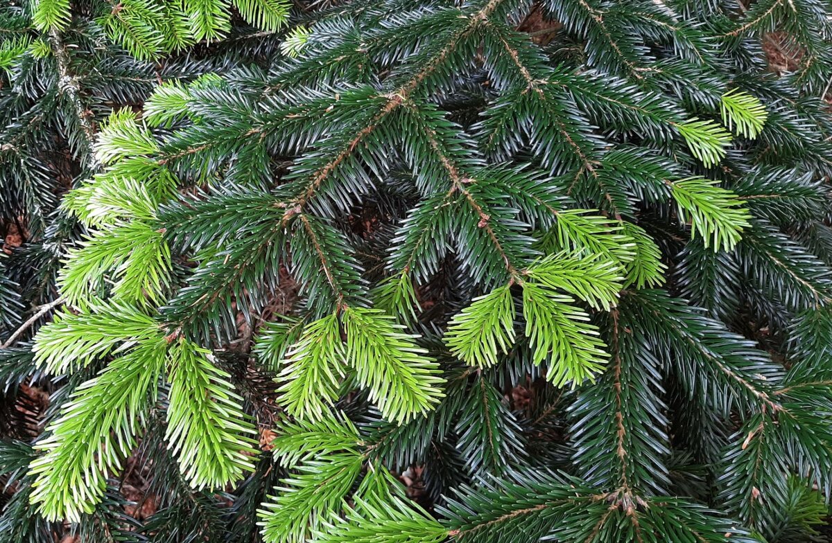 Abies nordmanniana