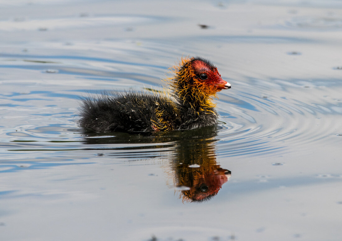 Лысуха или лыска (лат. Fulica atra)