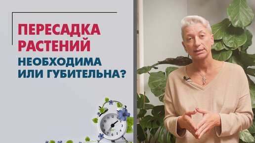 Пересадка растений. Необходима или губительна?