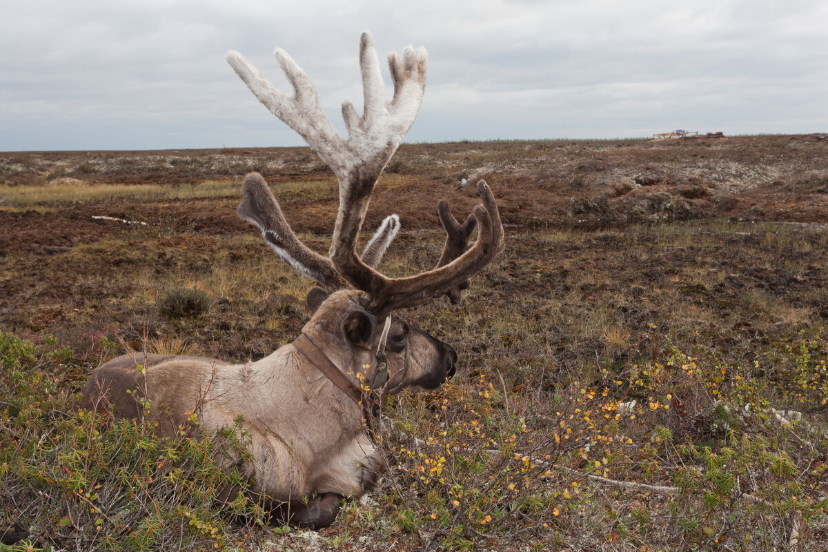 Фото: Георгий Головин / GeoPhoto.ru