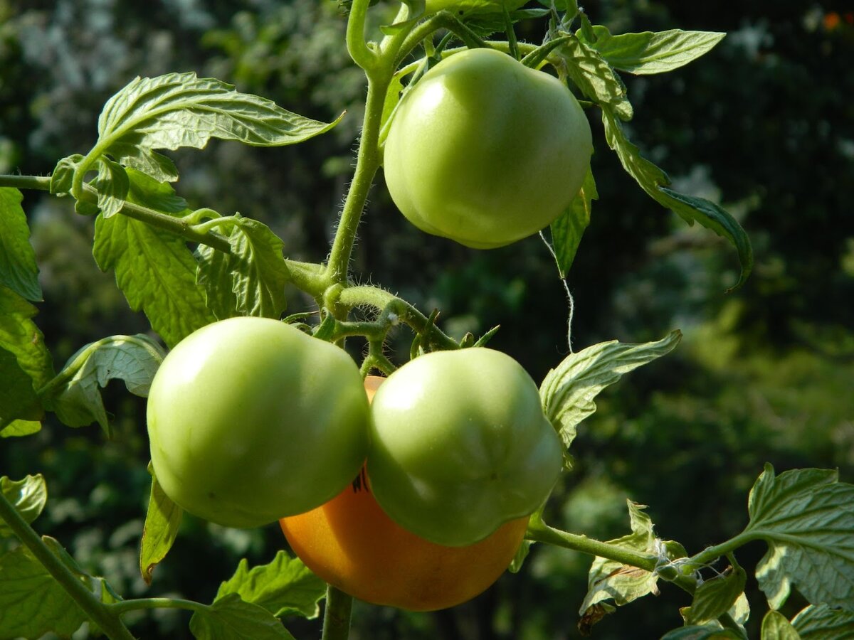 Блюда из зеленых помидоров: ТОП-5 оригинальных рецептов, особенности приготовления