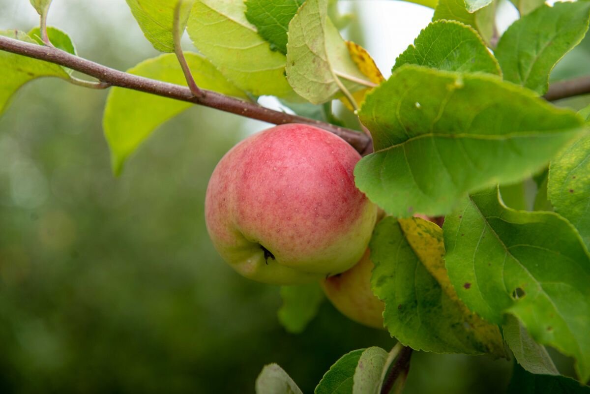    В Туапсинском районе планируют собрать 10 тысяч тонн яблок зимних сортов