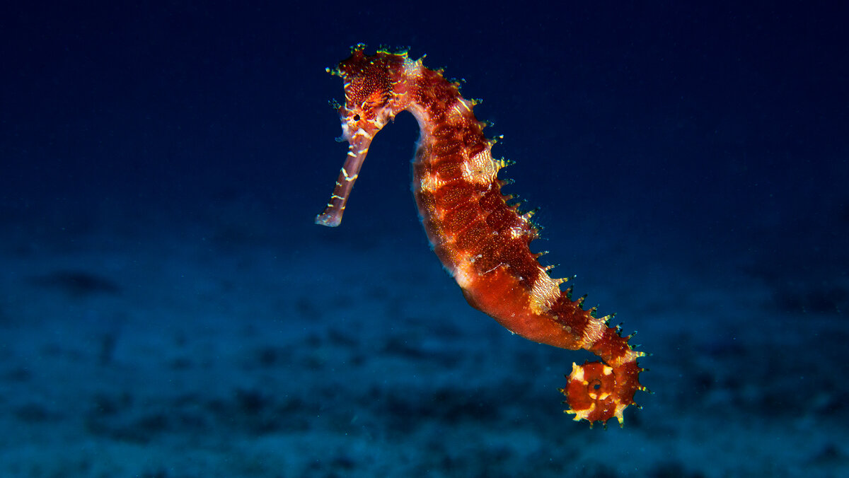 Common Seahorse/Gallery FictionRulezForever Wiki Fandom