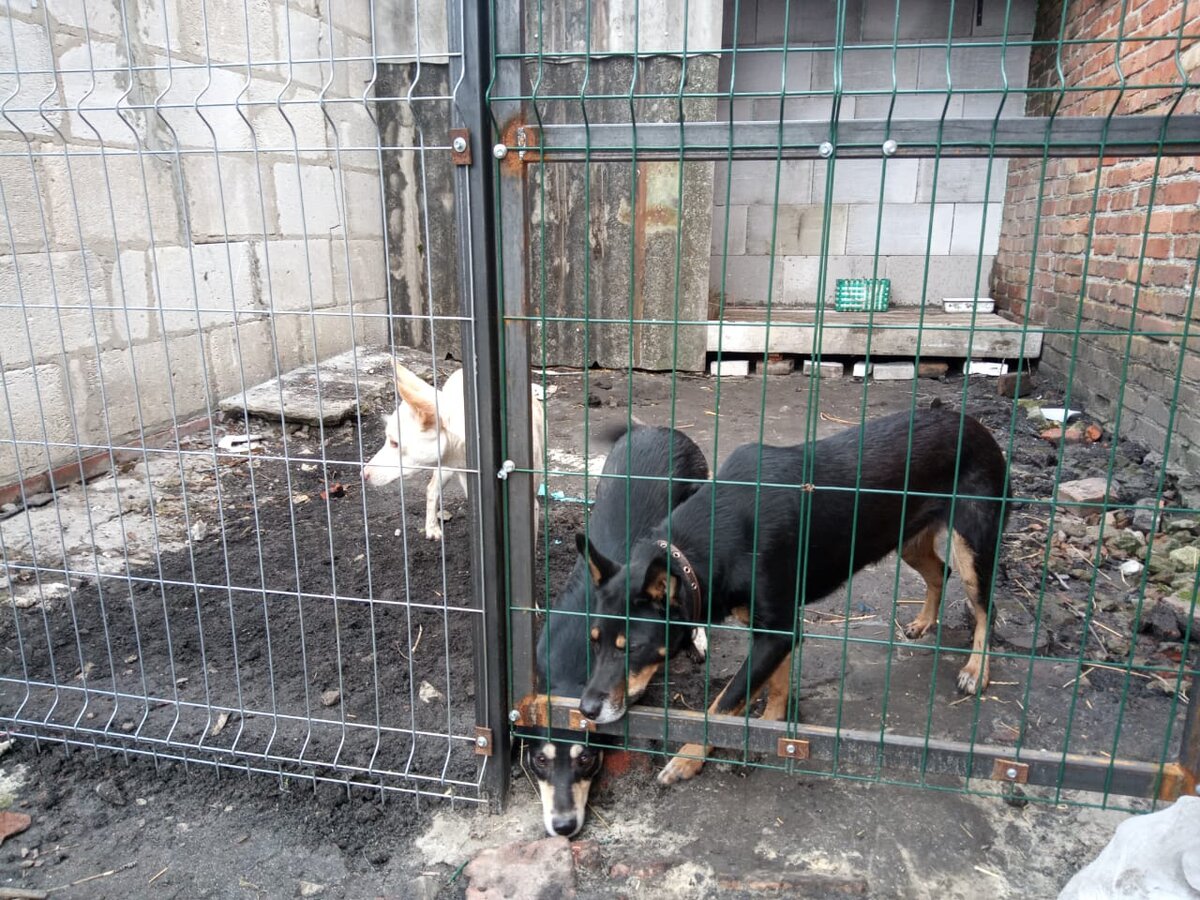 Собаки мои осваивают новенький вольер