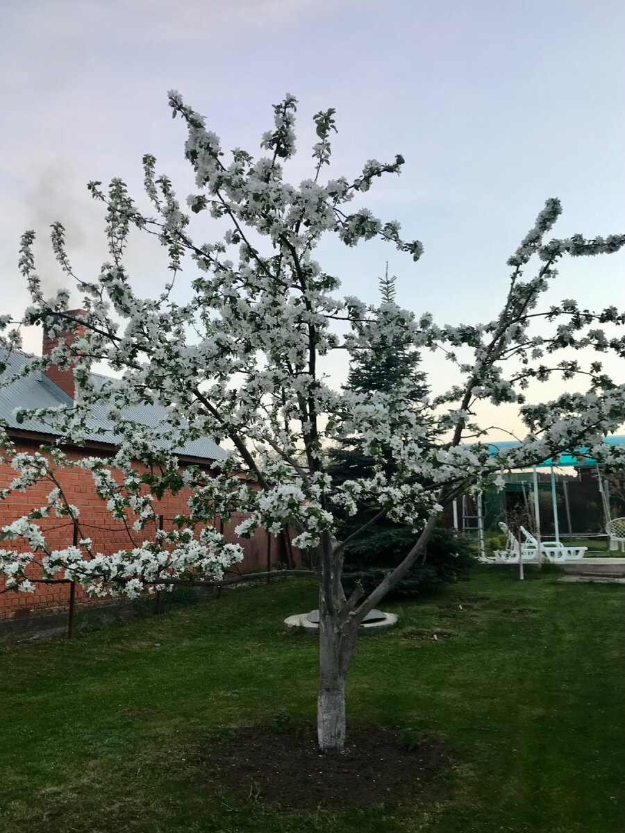 Вот как раз это место на фото. За яблоней сливной колодец и голубая ель.