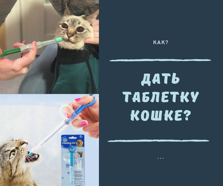 Как правильно дать таблетку кошке в пасть. Как правильно дать таблетку кошке в пасть