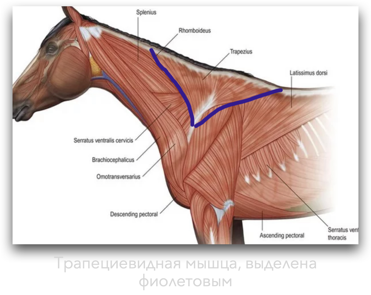 Плечевого пояса лошади фото Биомеханика лошади в прыжке horse.eque.teach Дзен