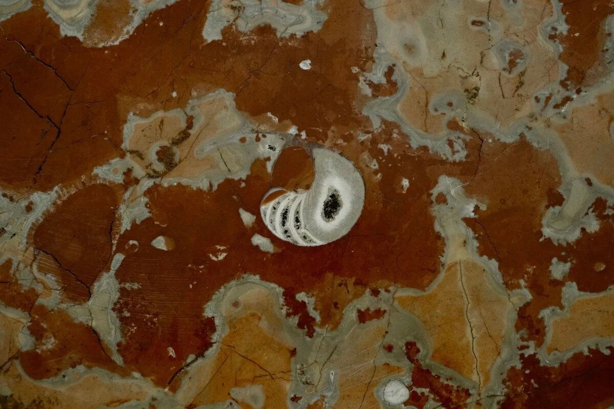 Аммонит, станция метро «Московские ворота»